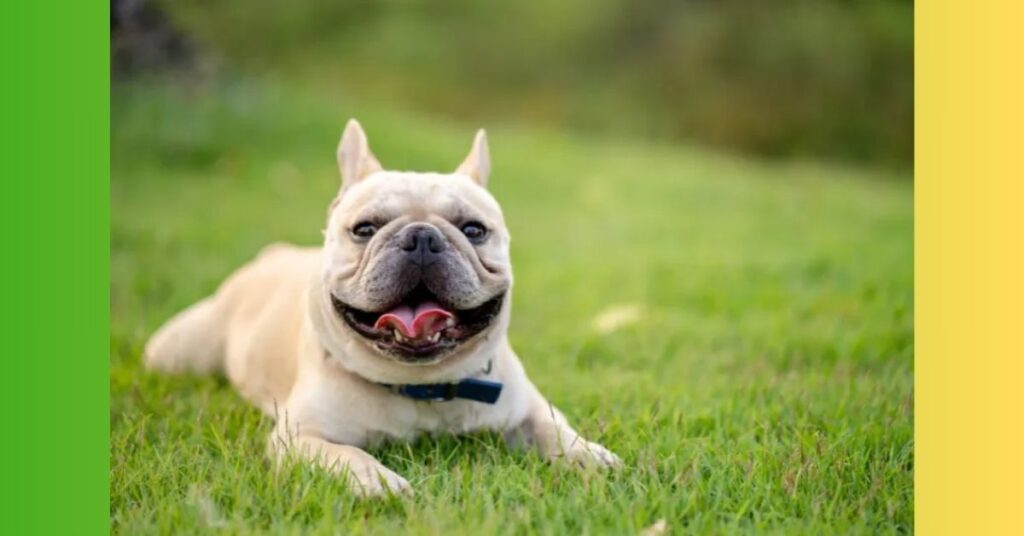 Anatomy of a French Bulldog’s