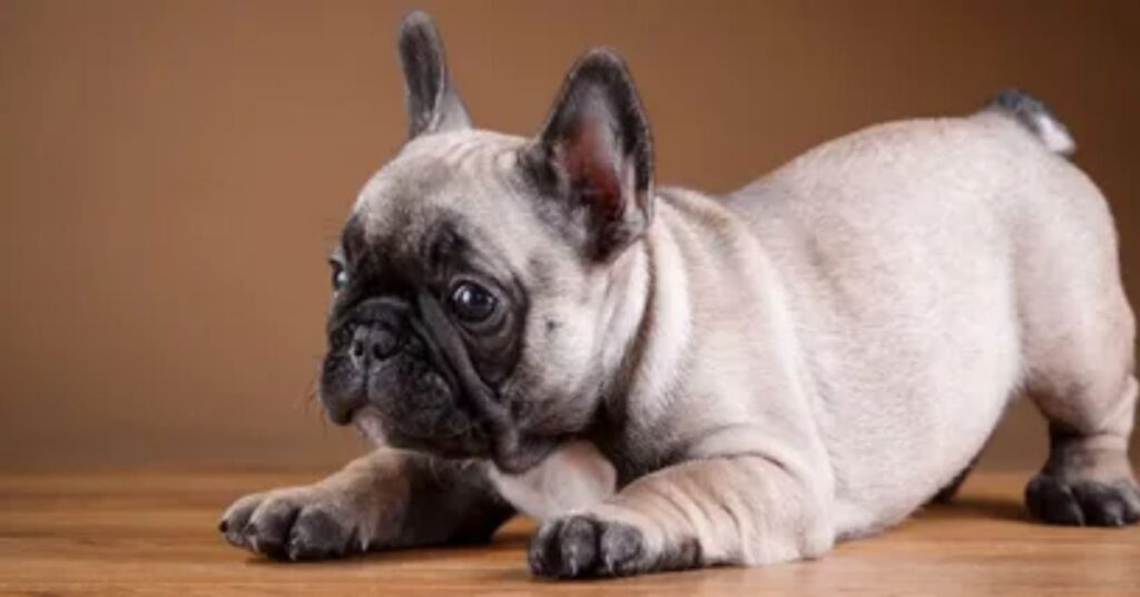 Appearance and Size of Mini Frenchies