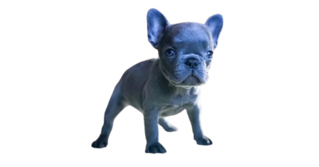 Blue French Bulldog