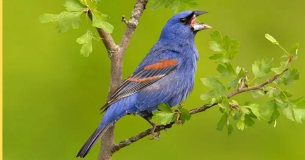 Blue Grosbeak