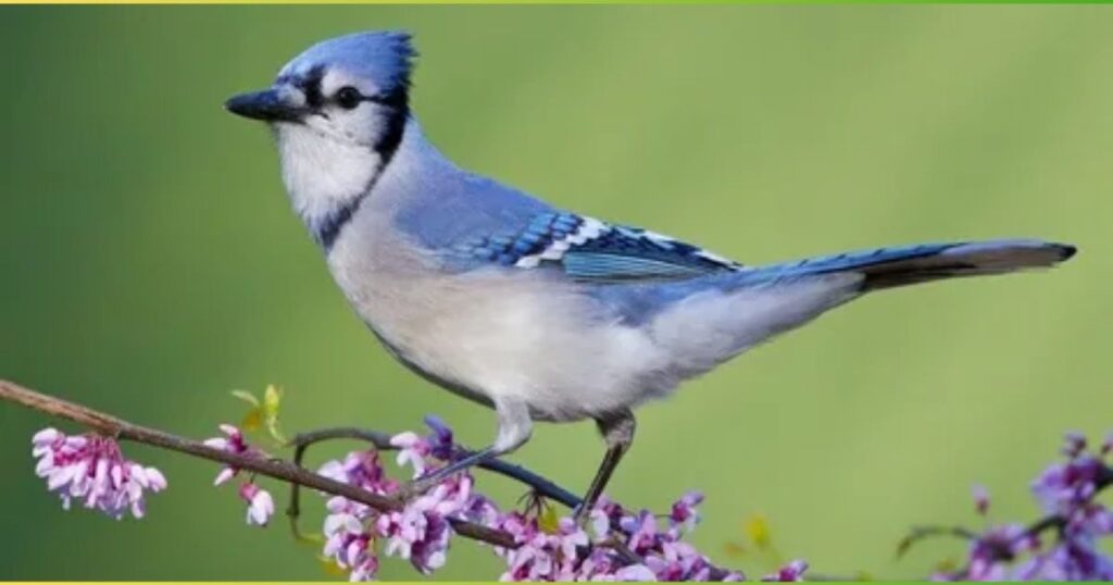Blue Jay (Cyanocitta cristata)