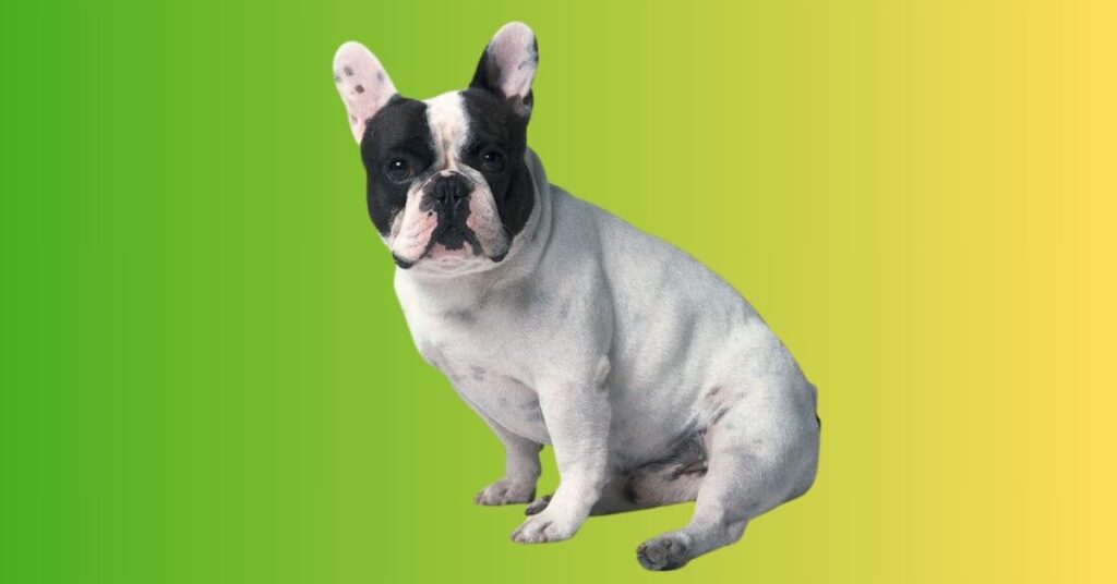 Brachycephalic Airway Syndrome (BAS)