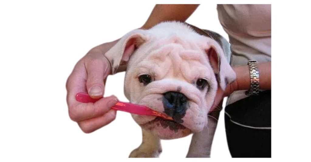 Brushing Techniques and Tools