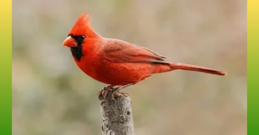 Cardinals_ Eats Cashews