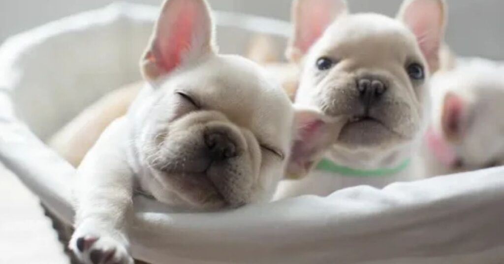 Caring for Your Mini Frenchie