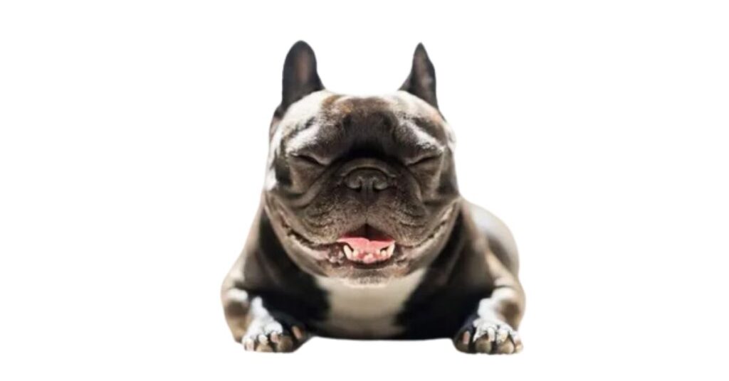 Common Dental Issues in French Bulldogs