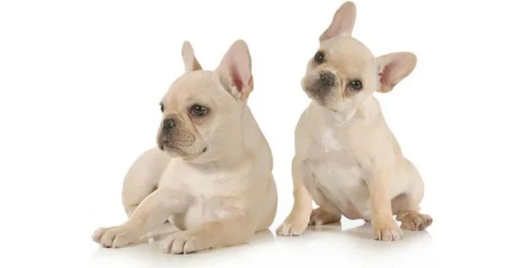 Comparing French Bulldog Tails to Other Breeds