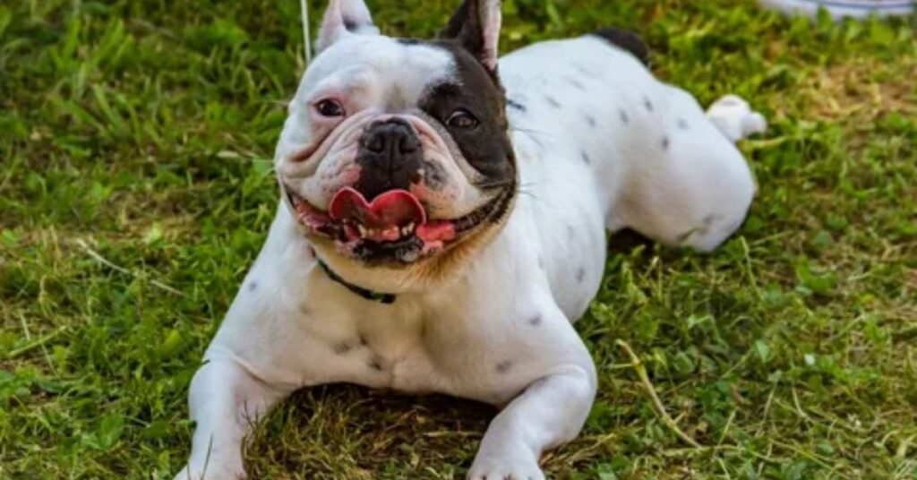 Contact Dermatitis in french bulldogs