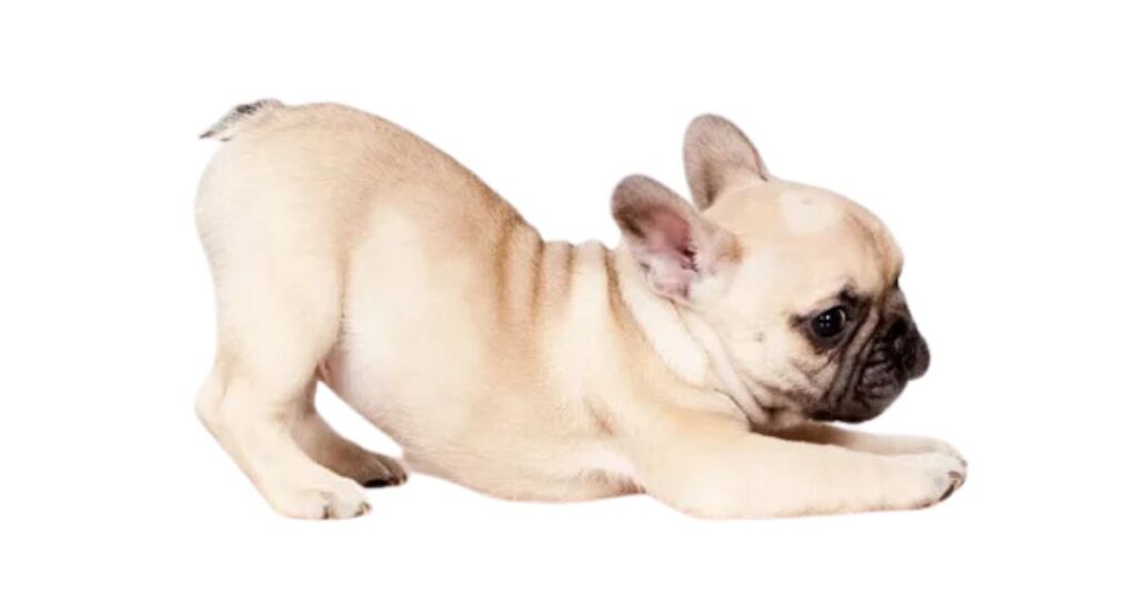 Cream French Bulldog