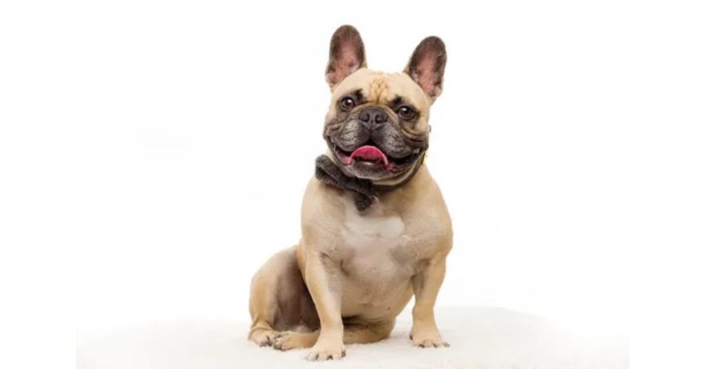 Creating a Mini French Bulldog