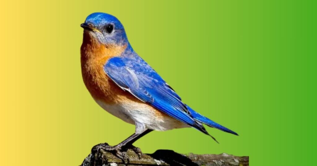 Blue Grosbeak