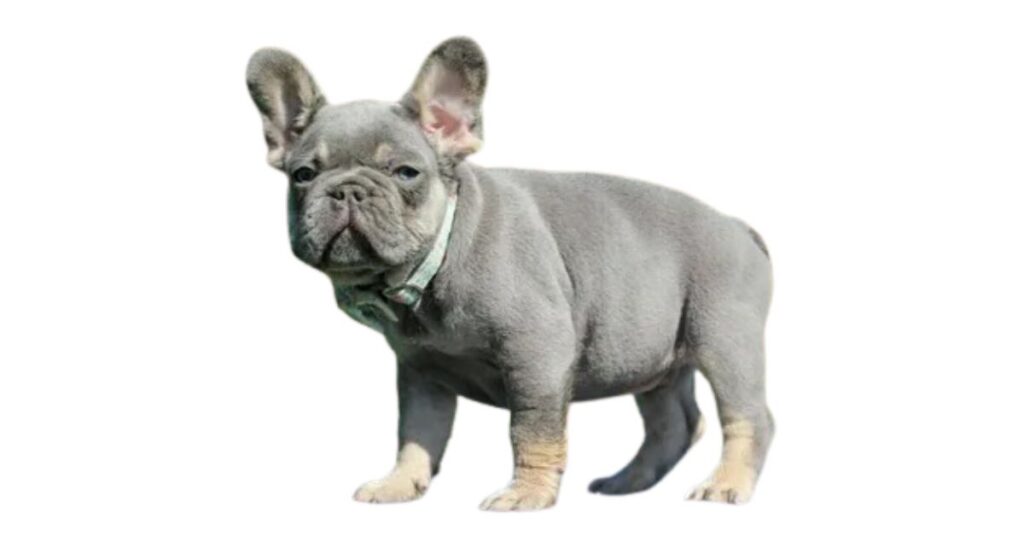 Fawn French Bulldog