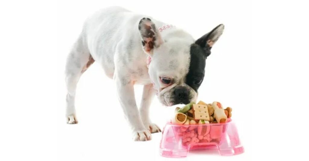 Feeding Tips for French Bulldogs