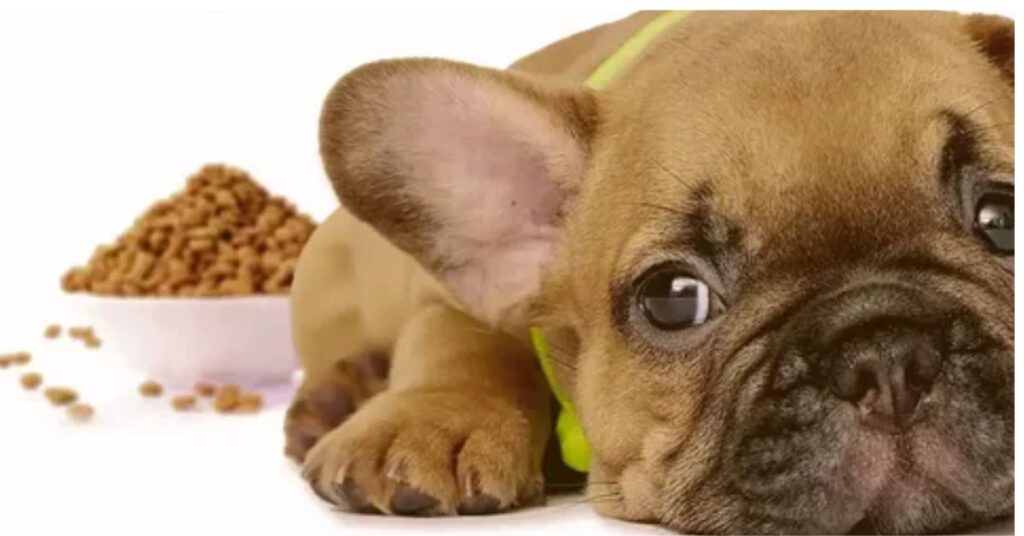 Foods to Avoid for French Bulldogs