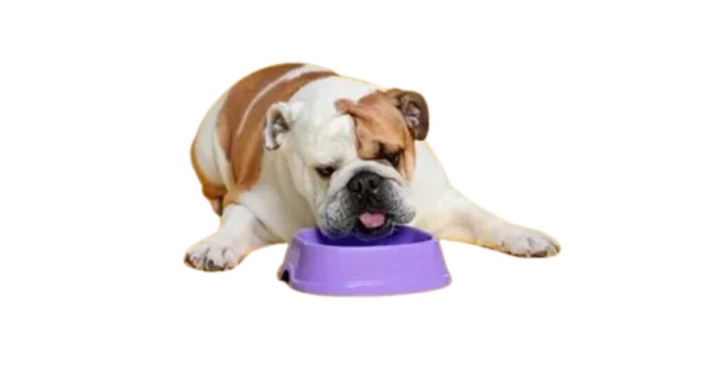 French Bulldog Dietary Requirements