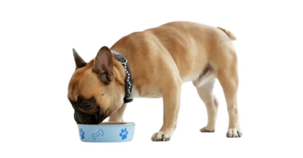 How often should I feed my French Bulldog puppy