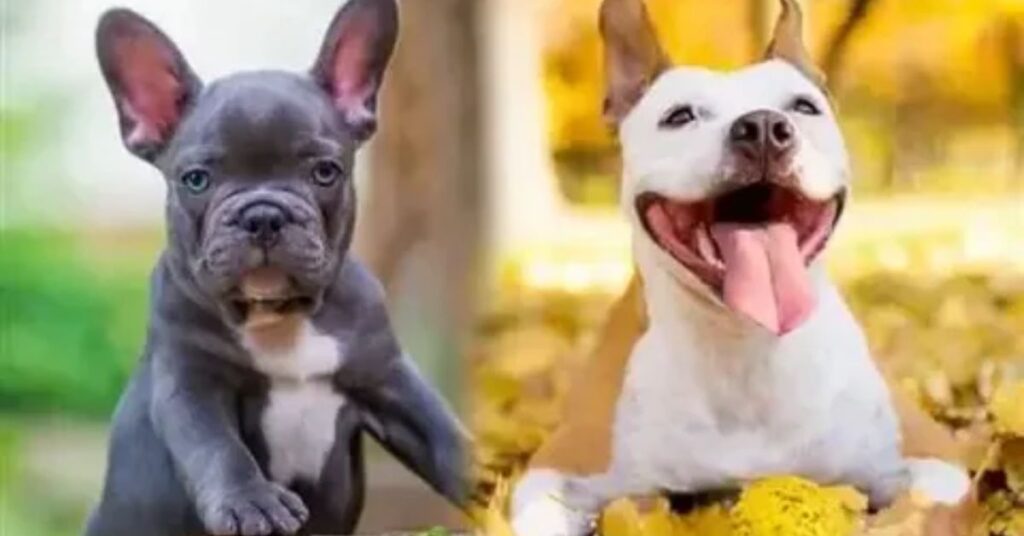 Interactions with Families and Other Pets