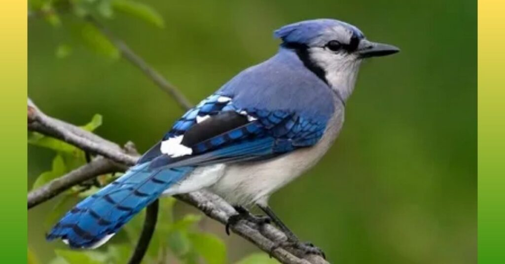 Jays_ Eats Cashews