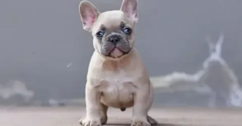 Lilac French Bulldog