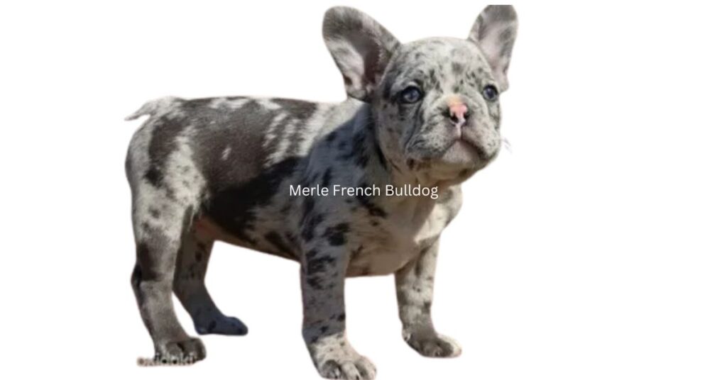 Merle French Bulldog