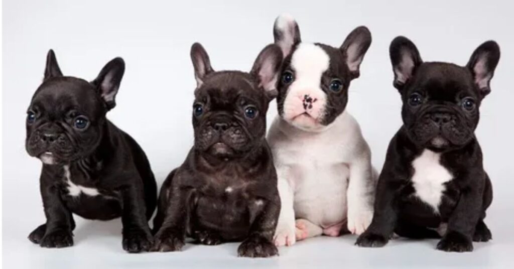Mini French Bulldogs and Families