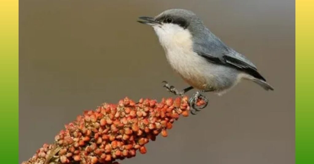Nuthatches_ Eats Cashews
