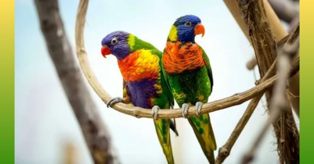 Parrots_ Eats Cashews