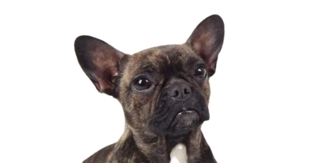 Personality Traits of French Bullhuahua