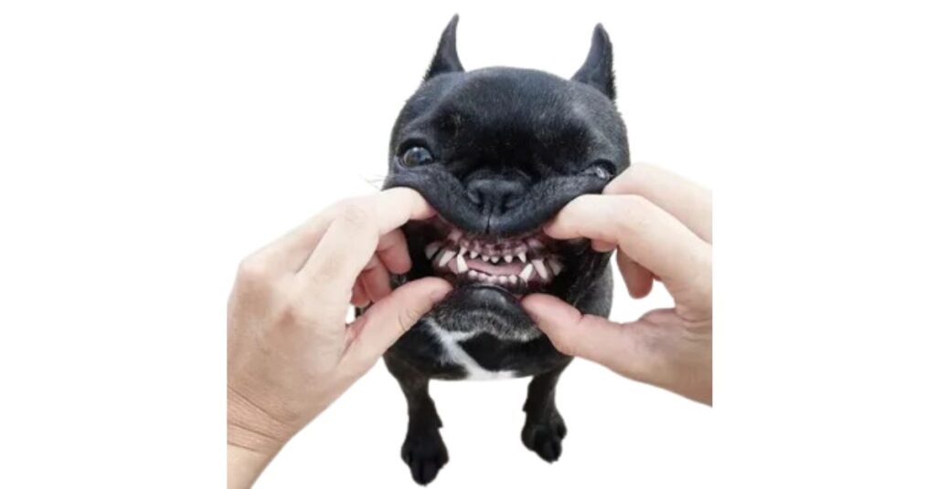 Proper Dental Hygiene