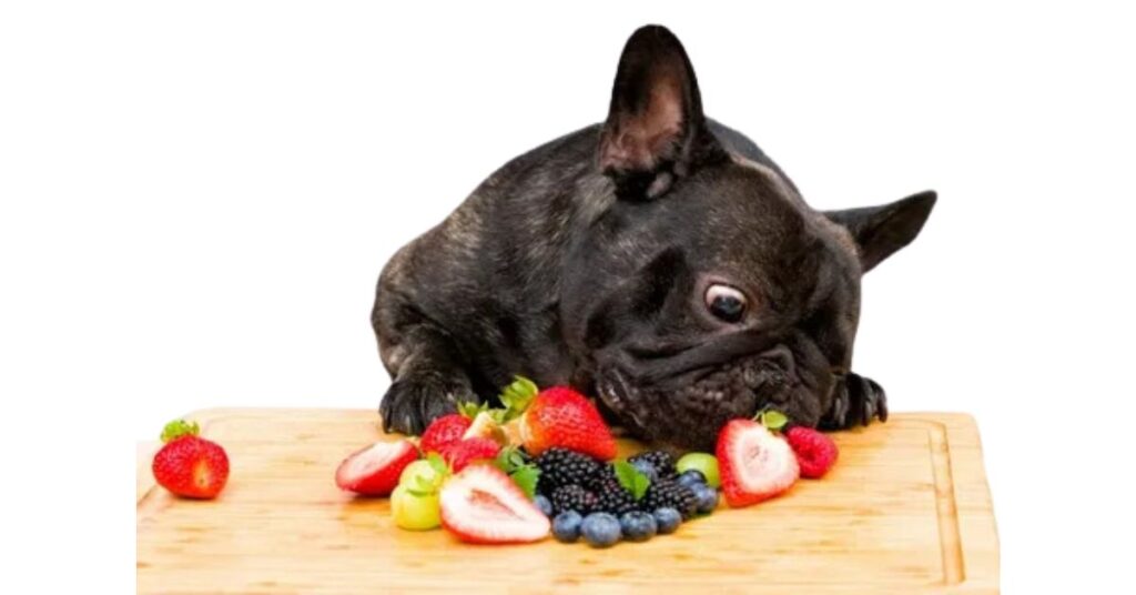 Safe Foods for French Bulldogs