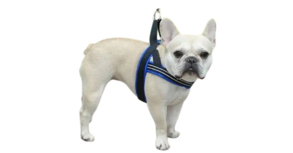 Screw Tails of a French Bulldog’s