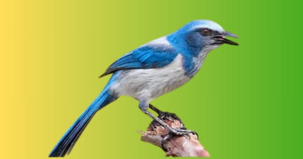 Scrub Jay