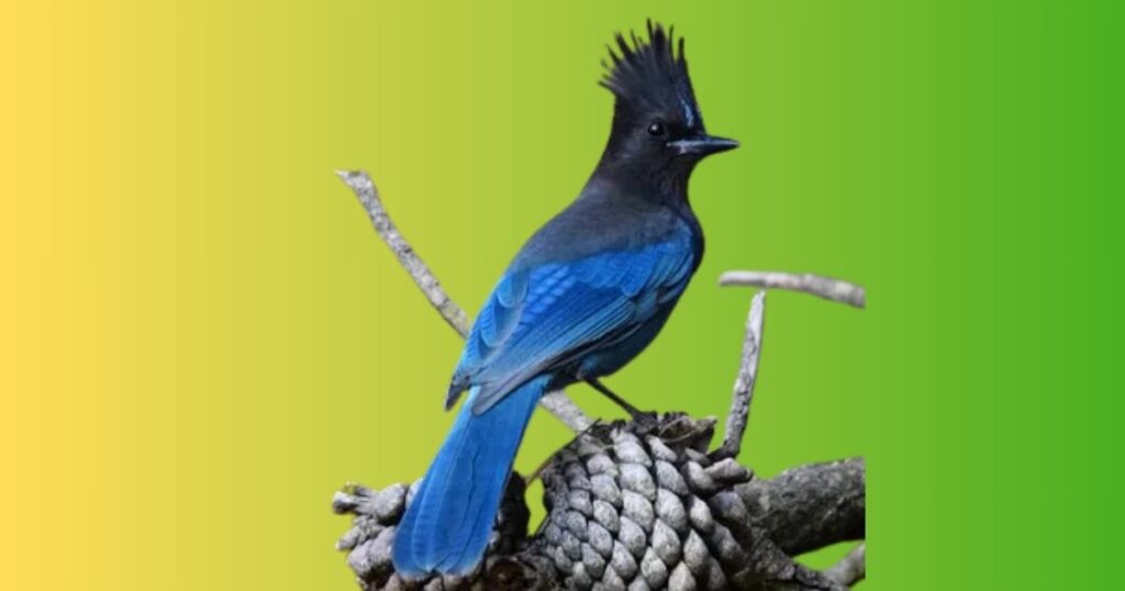 Steller’s Jay