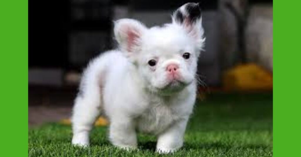 The Cost of Owning a Fluffy Frenchie