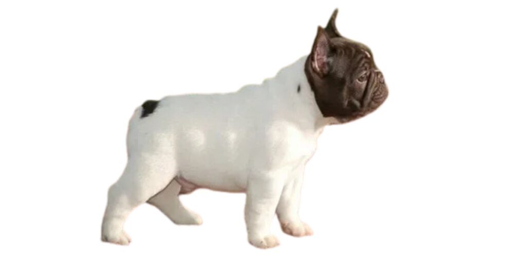 The Debate Over Tail Docking