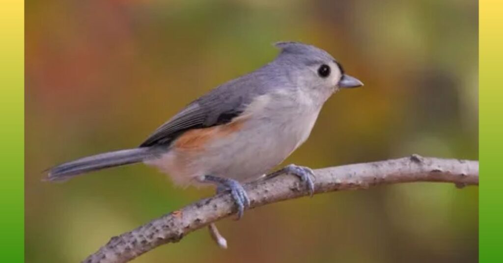 Titmice_ Eats Cashews
