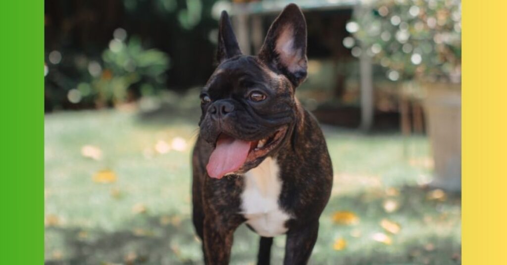 Vet For French Bulldog Breathing Problems