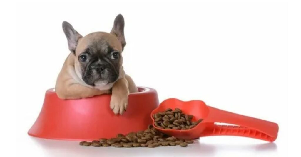What if my French Bulldog puppy eats too little or is reluctant to eat