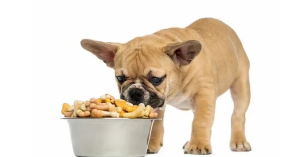 What if my French Bulldog puppy eats too quickly