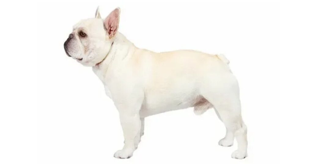 White French Bulldog