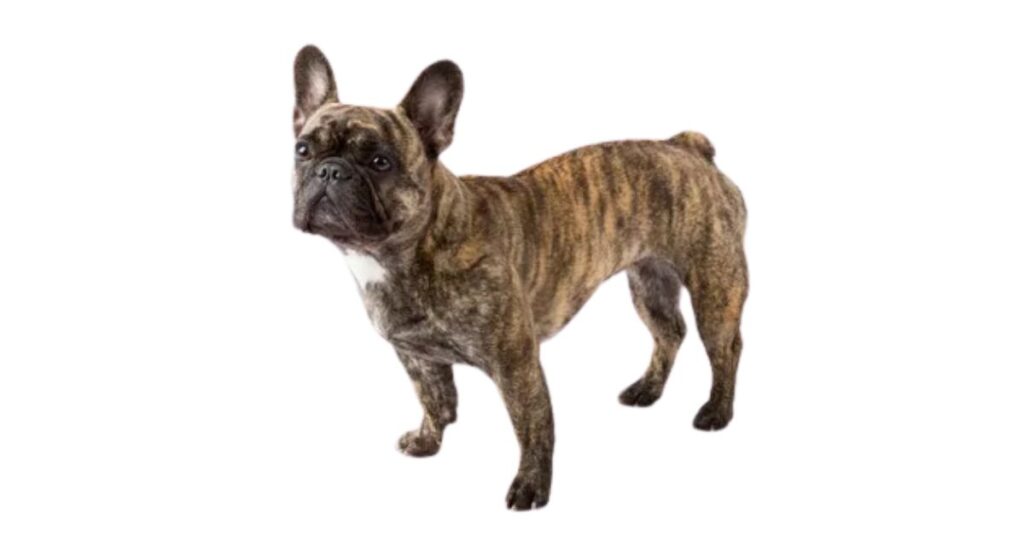 brindle french bulldog