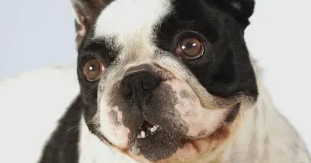 cause cherry eye
