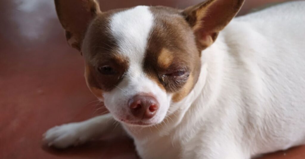 common cherry eye