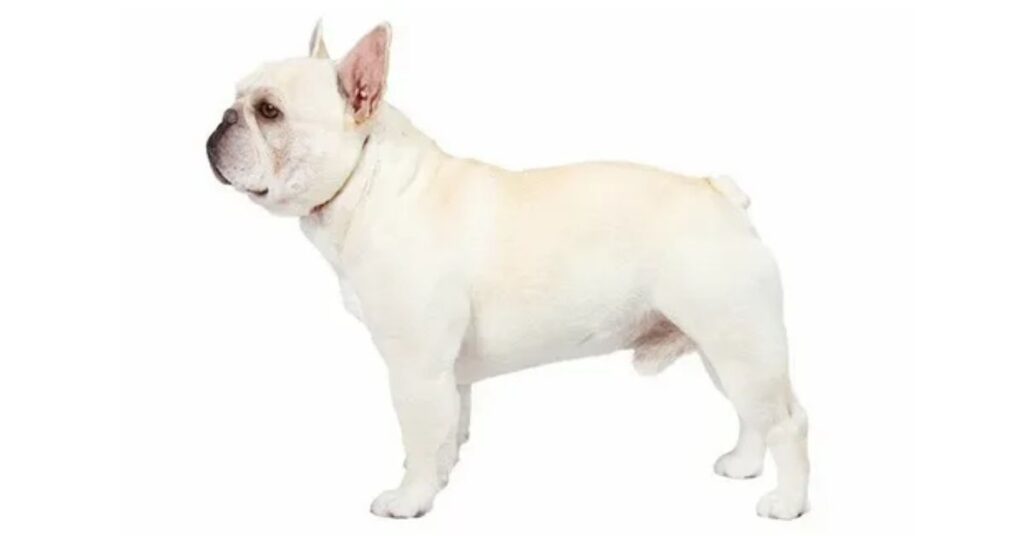 features of the french bulldogs coat