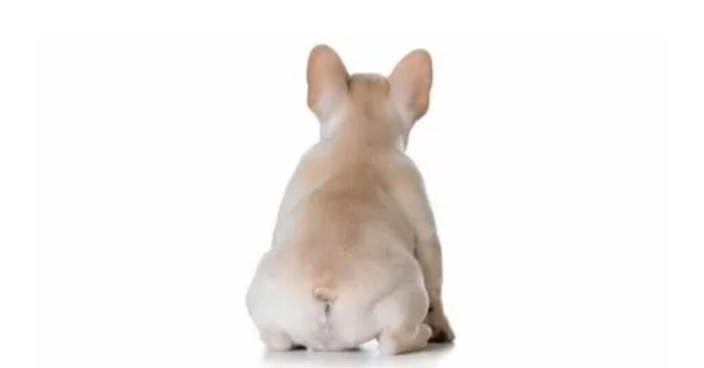 french bulldogs have no tails