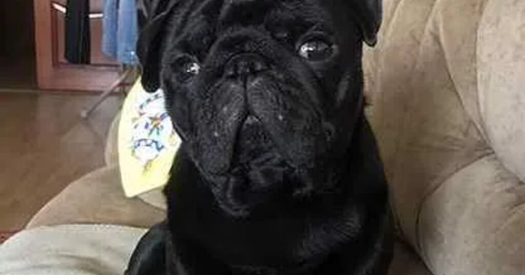 prevent cherry eye