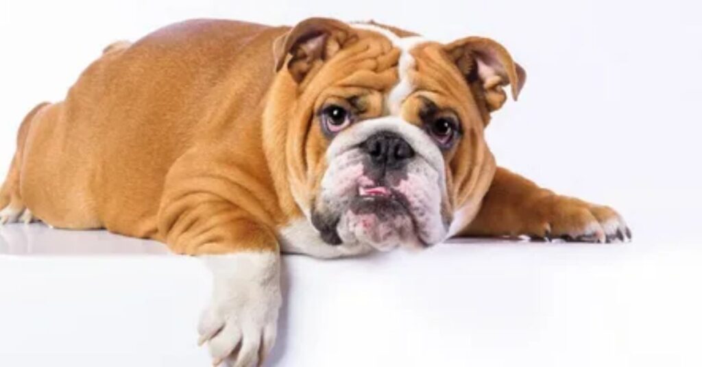 pyoderma in bulldogs