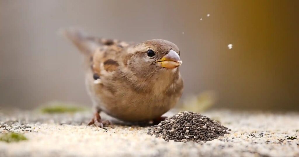Are They Good for Birds
