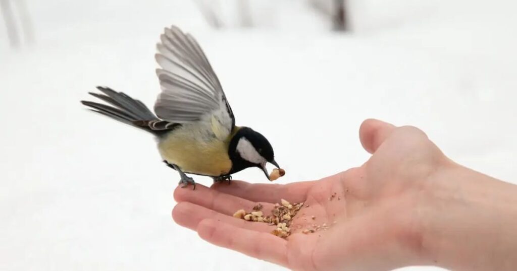 Best Way to Feed Chia Seed