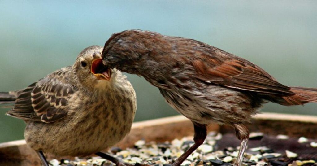 Birds Feeding Each Other